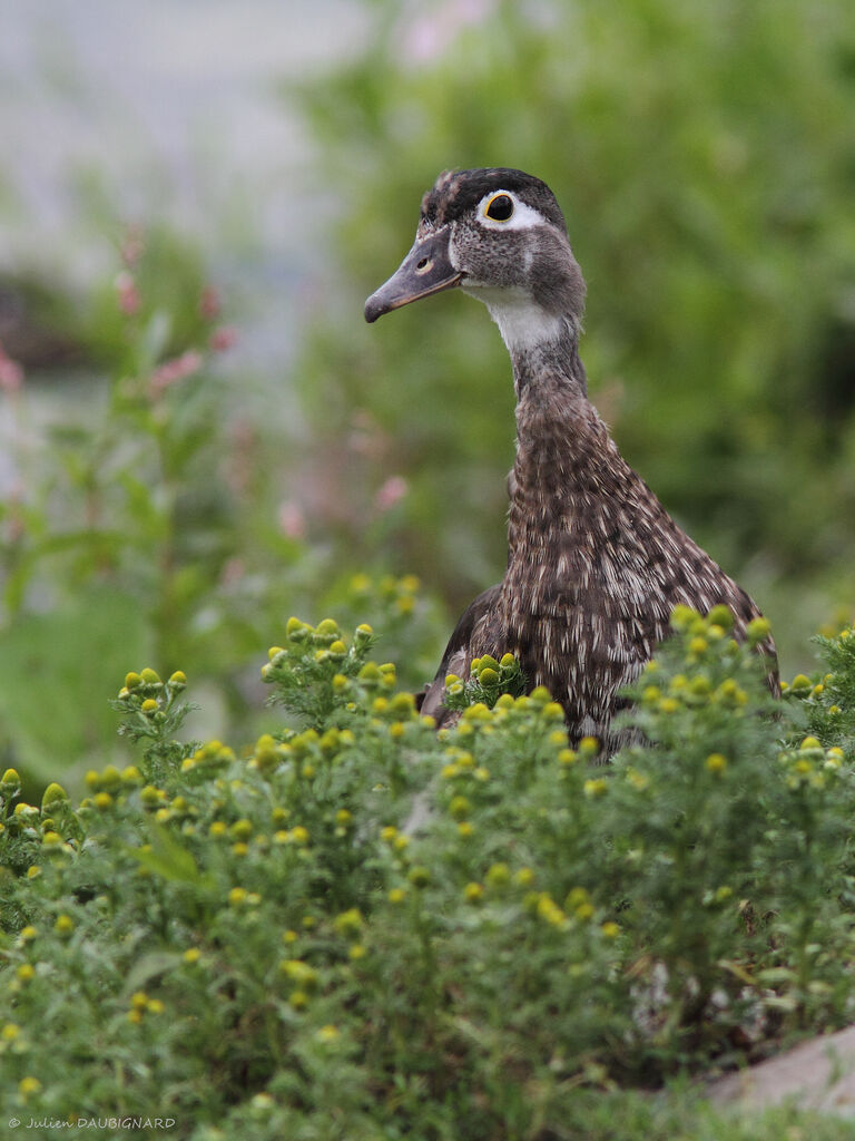 Canard carolin femelle, identification