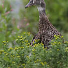 Canard carolin
