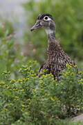 Wood Duck