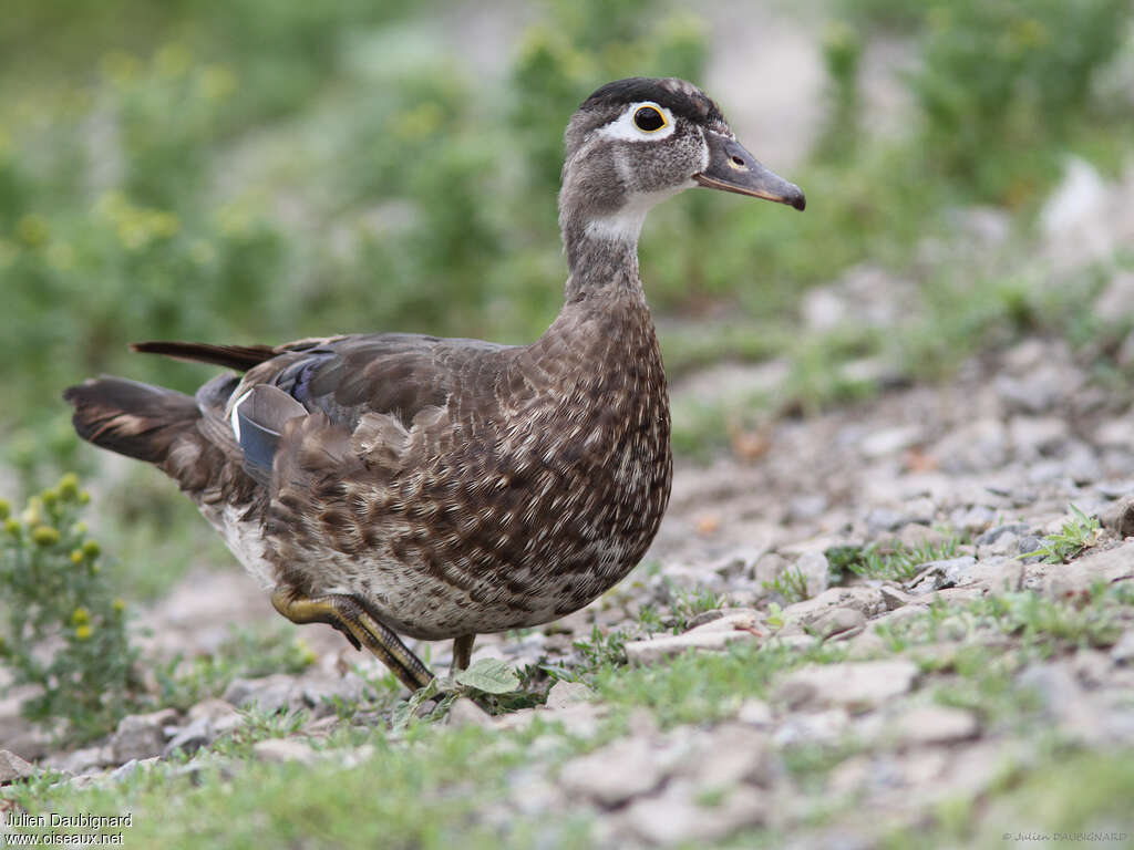 Canard carolin femelle adulte, identification