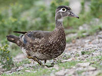 Canard carolin