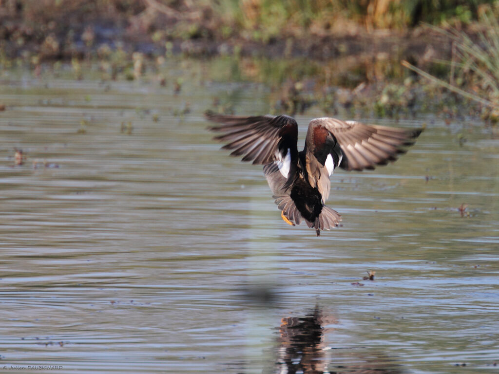 Gadwall male, Flight