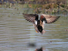 Canard chipeau