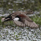 Canard chipeau