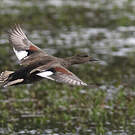 Canard chipeau