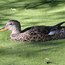 Canard chipeau