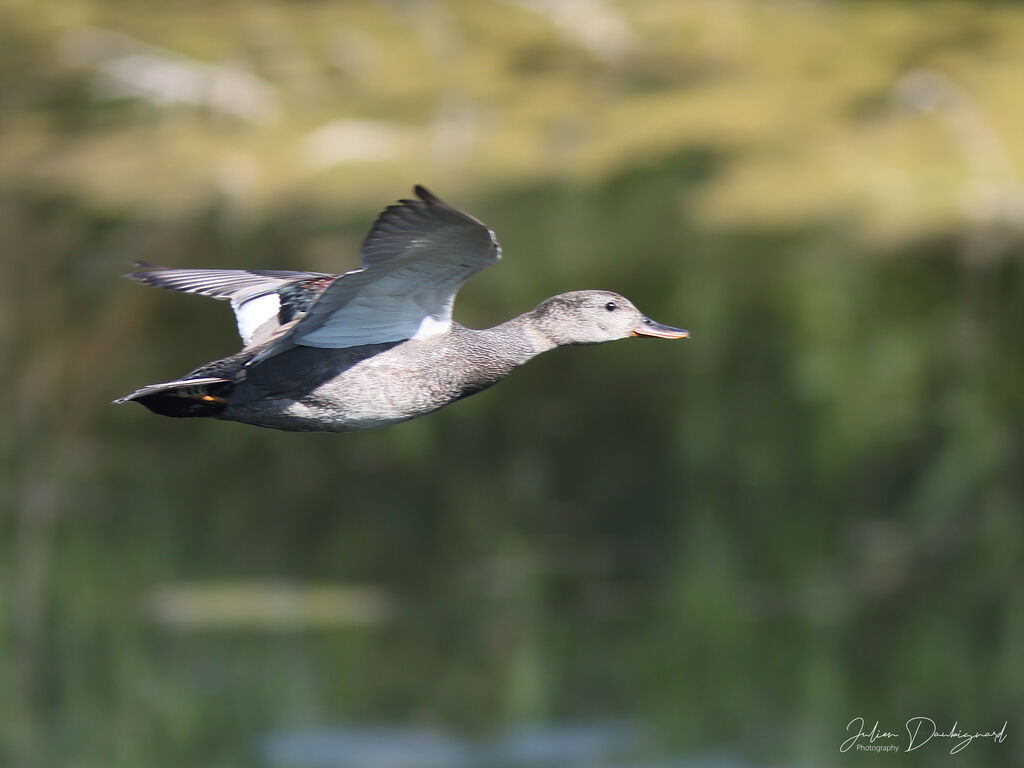 Gadwall male, identification