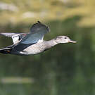 Canard chipeau