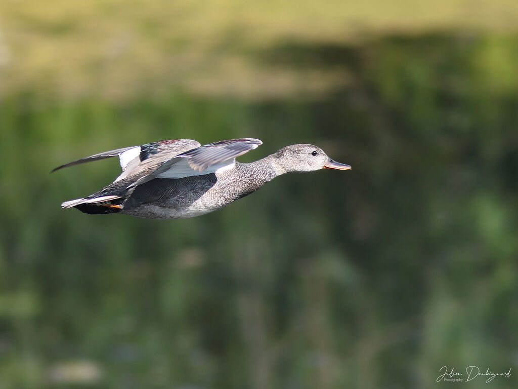 Gadwall male, identification
