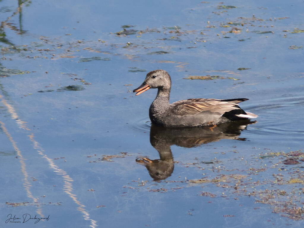 Gadwall male, identification