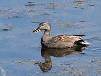 Canard chipeau