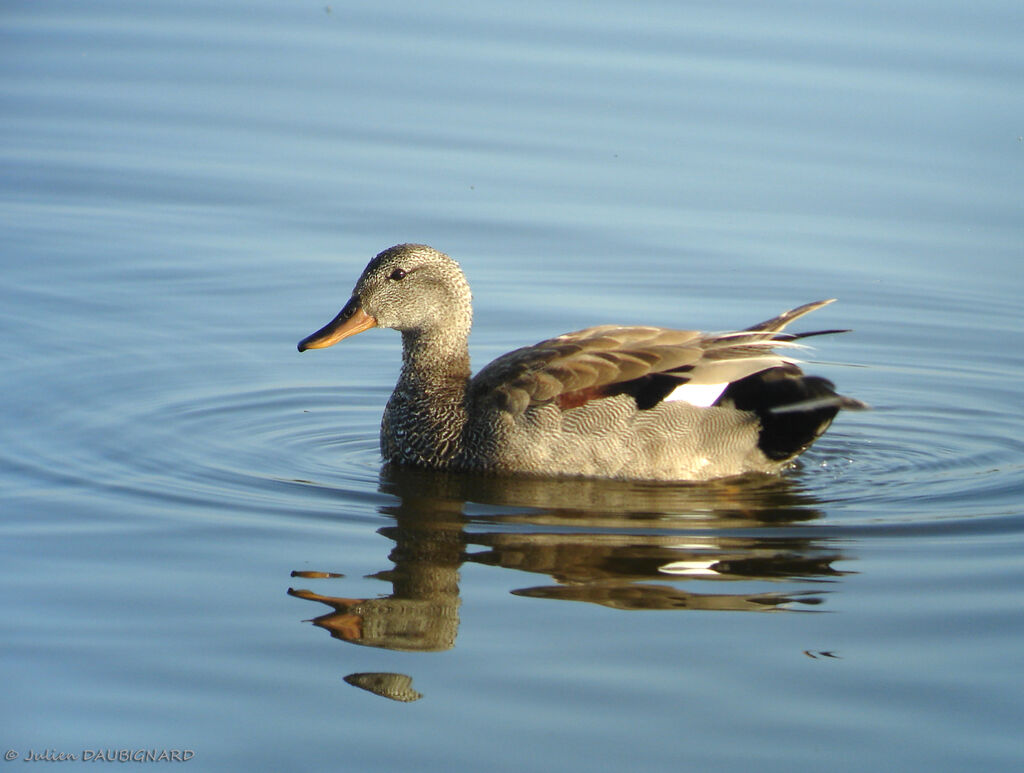 Gadwall male, identification