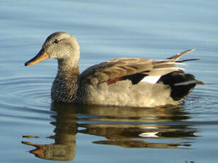 Canard chipeau