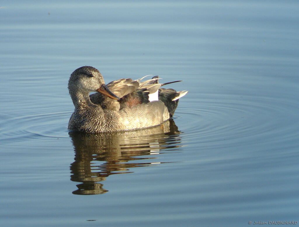 Canard chipeau mâle, identification