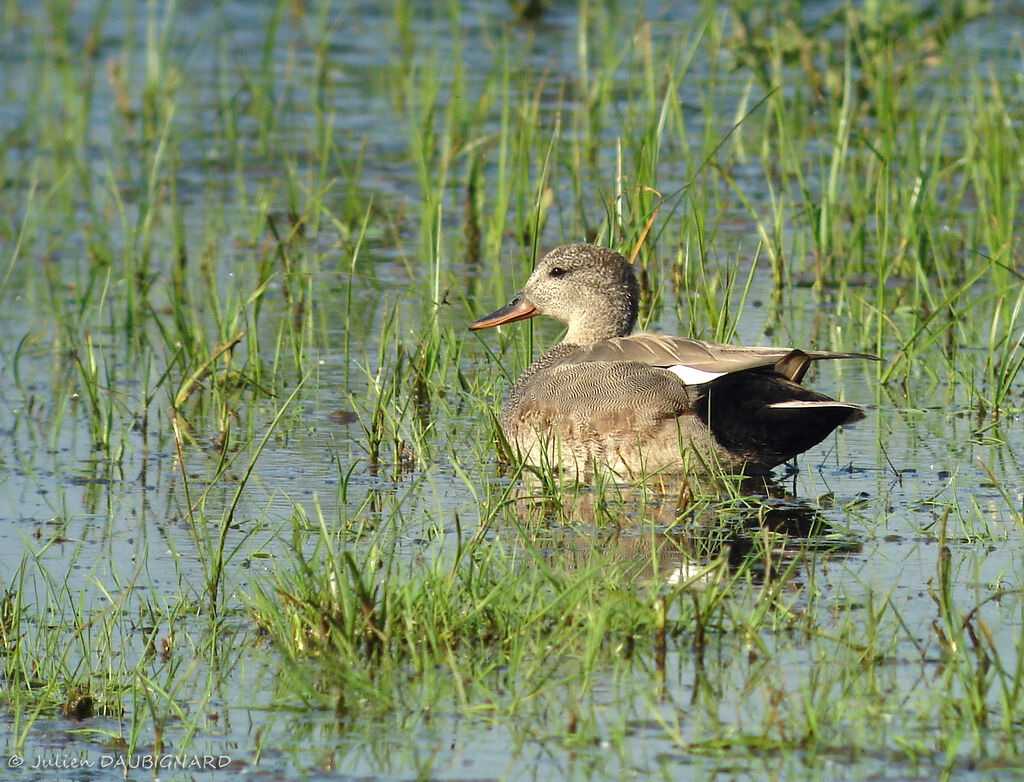 Canard chipeau mâle, identification