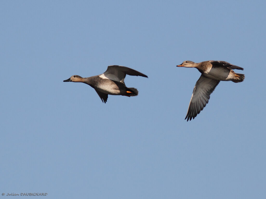 Canard chipeauadulte, Vol