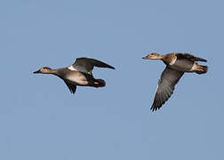 Gadwall