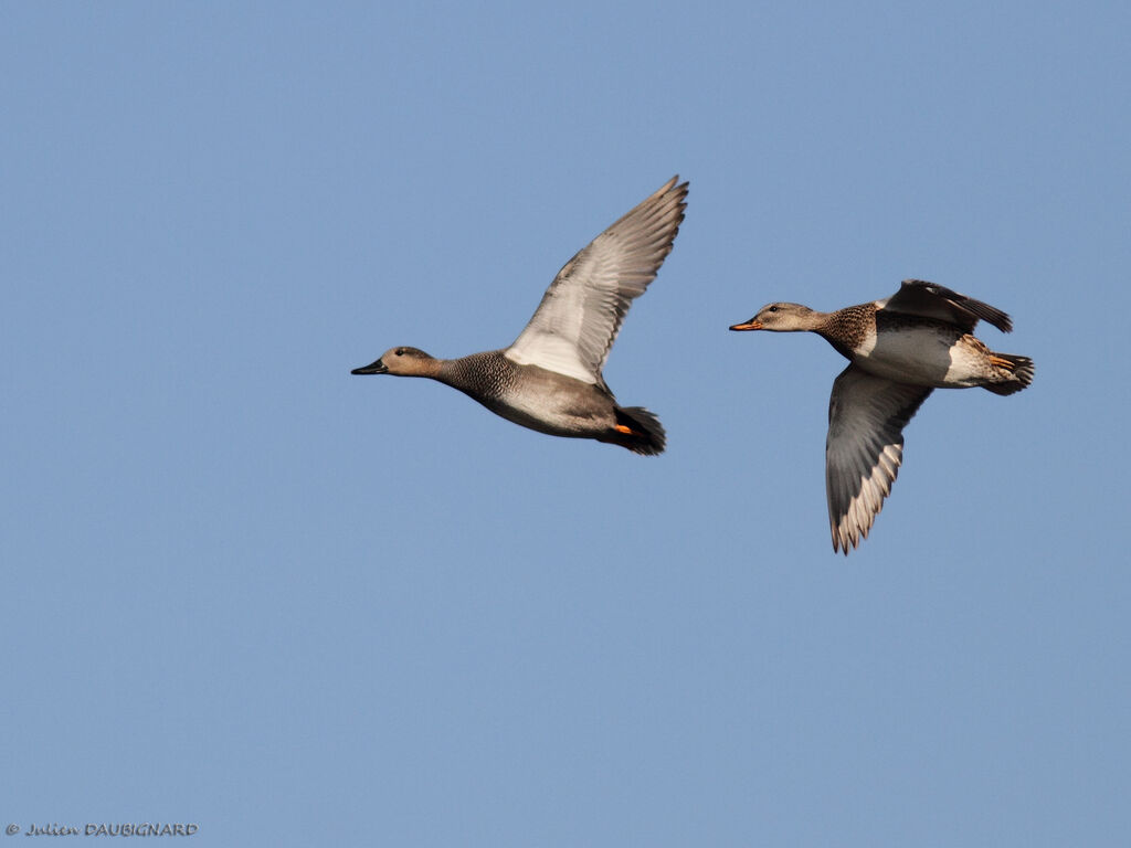 Canard chipeauadulte, Vol