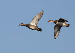 Gadwall