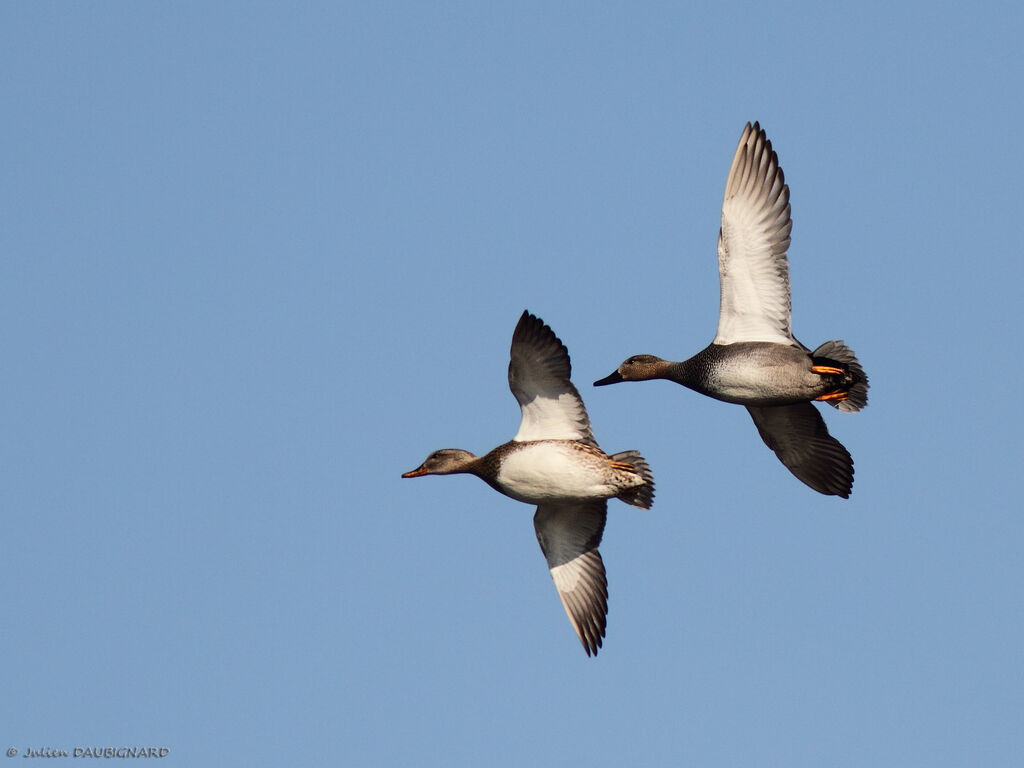 Canard chipeauadulte, Vol