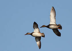 Gadwall