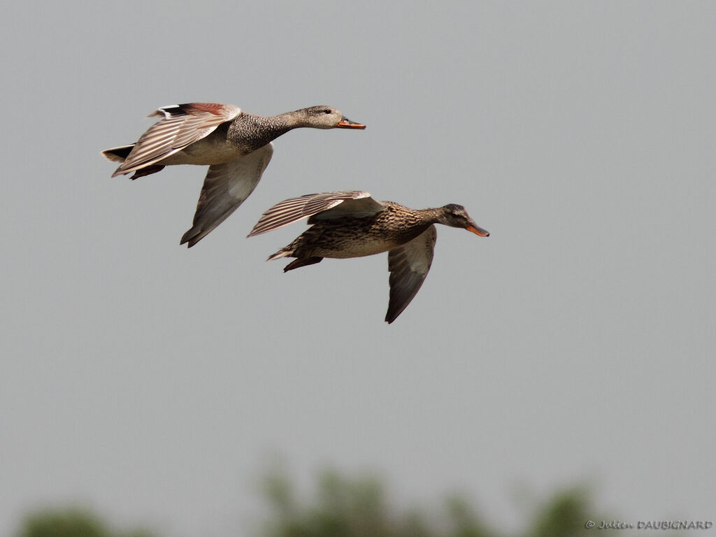 Gadwalladult, Flight