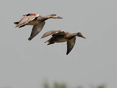 Canard chipeau