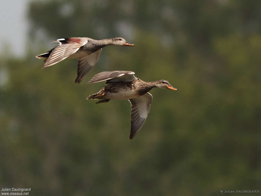 Gadwalladult, Flight