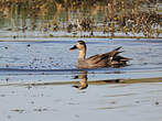 Canard chipeau