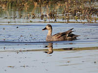 Canard chipeau