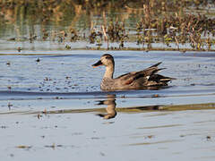 Canard chipeau