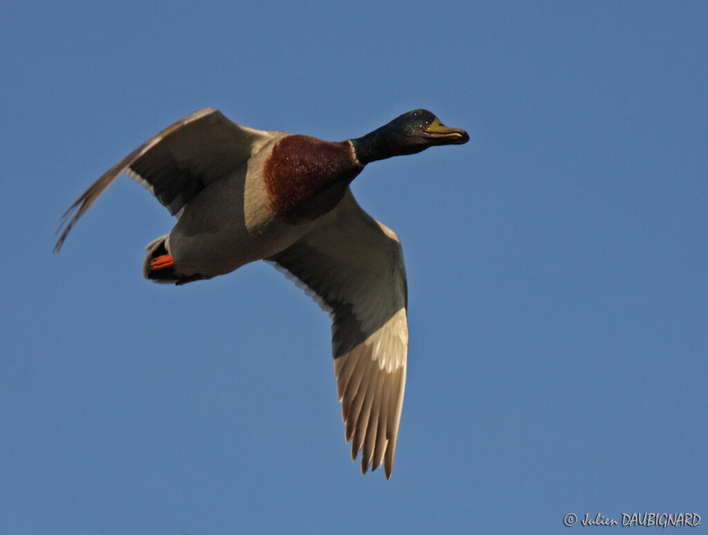 Canard colvert, Vol