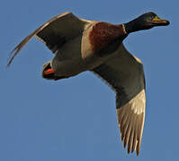 Canard colvert