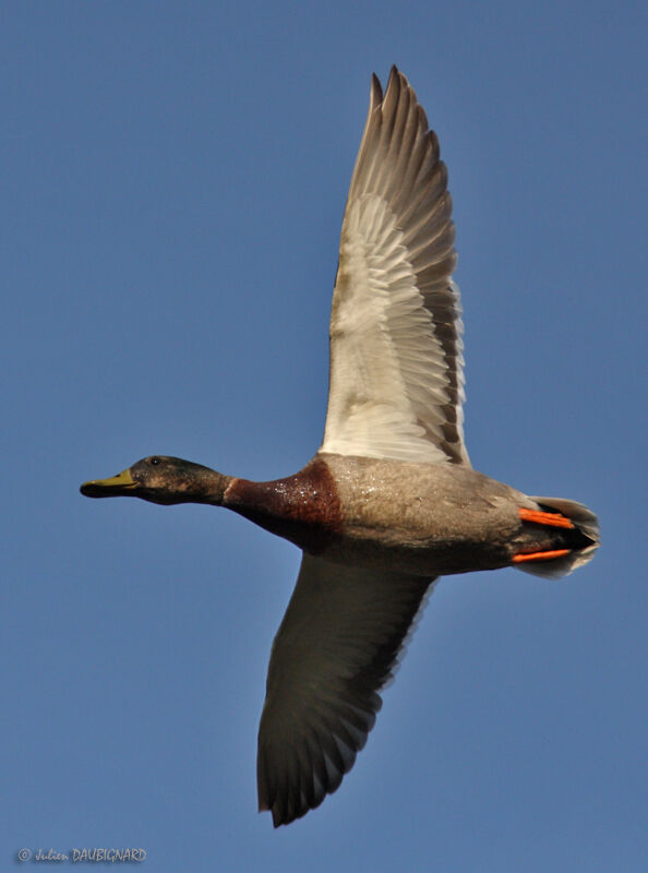 Canard colvert mâle, Vol