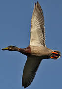 Mallard