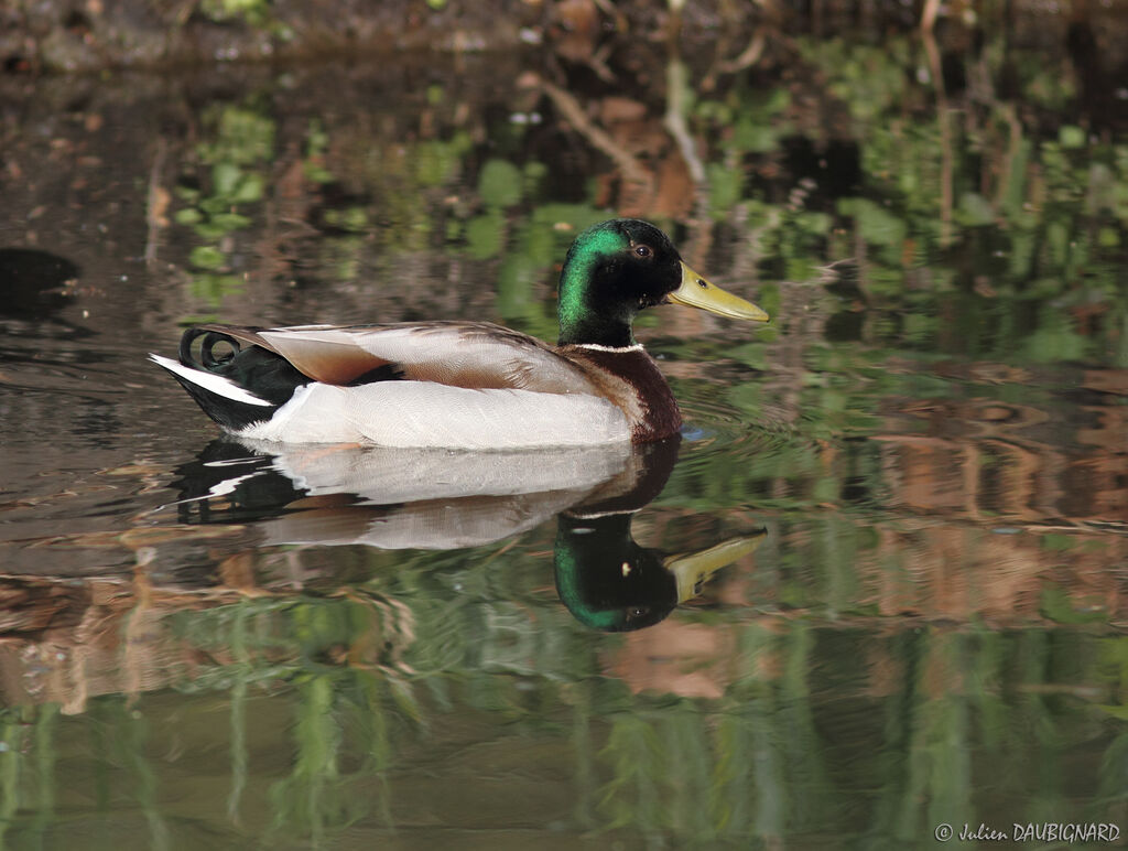 Mallard male adult breeding, identification