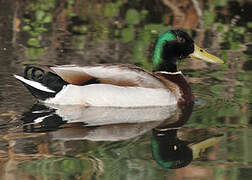 Mallard