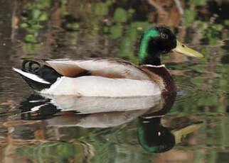 Canard colvert