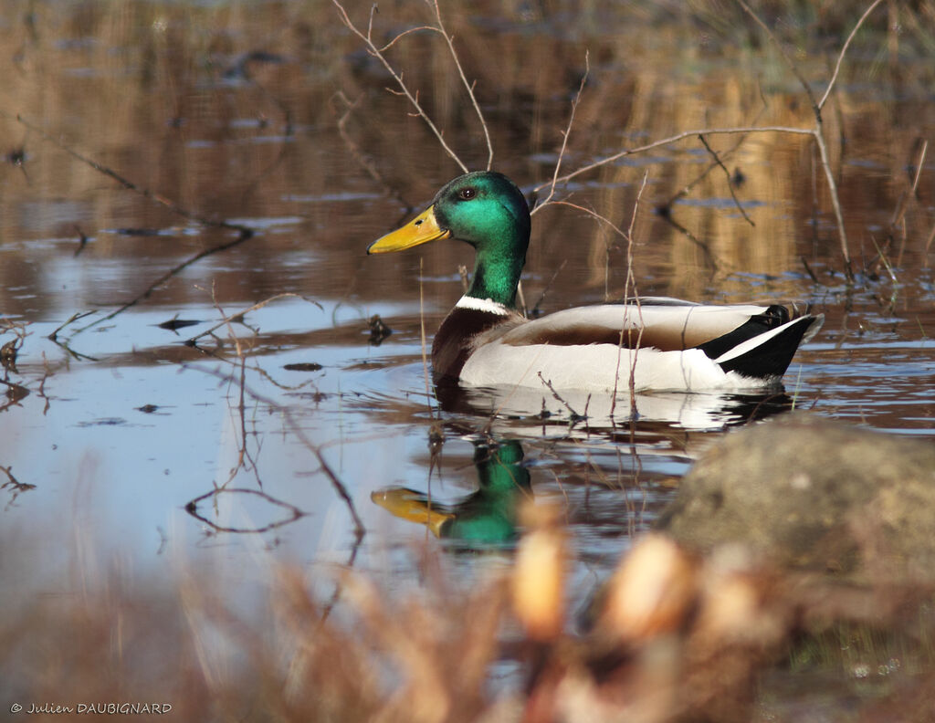 Canard colvert mâle adulte, identification