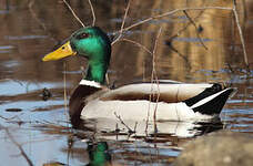 Canard colvert