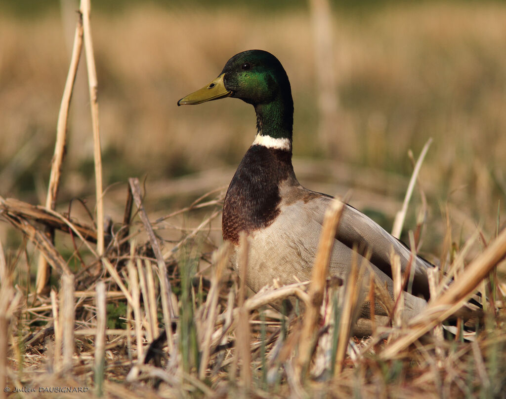 Mallard male, identification