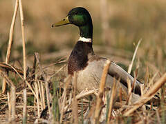 Canard colvert