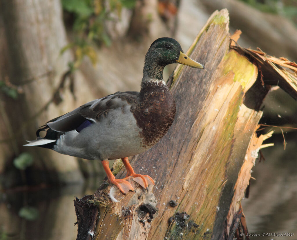 Canard colvert mâle, identification