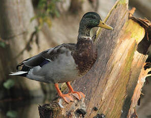 Canard colvert