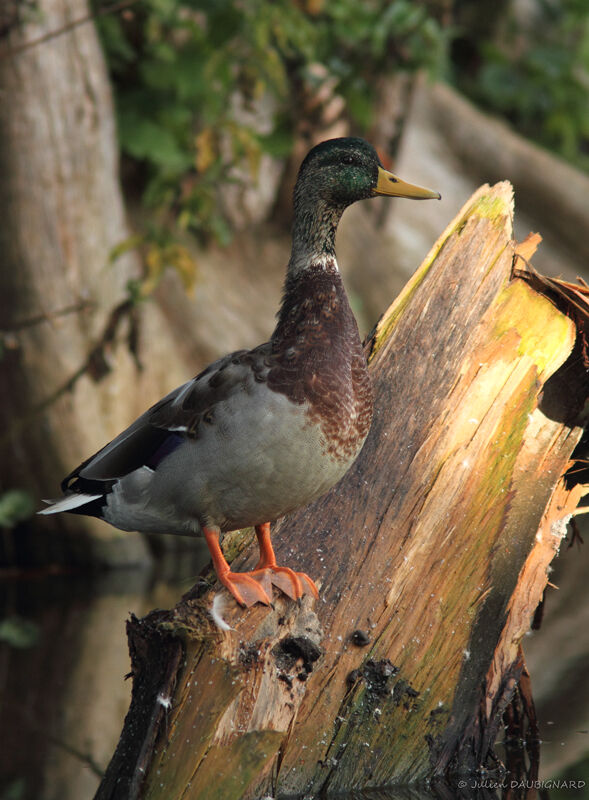 Canard colvert mâle, identification