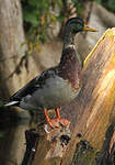 Canard colvert