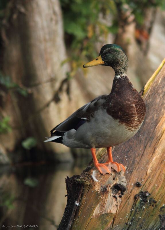 Mallard male, identification