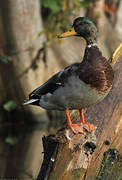 Canard colvert