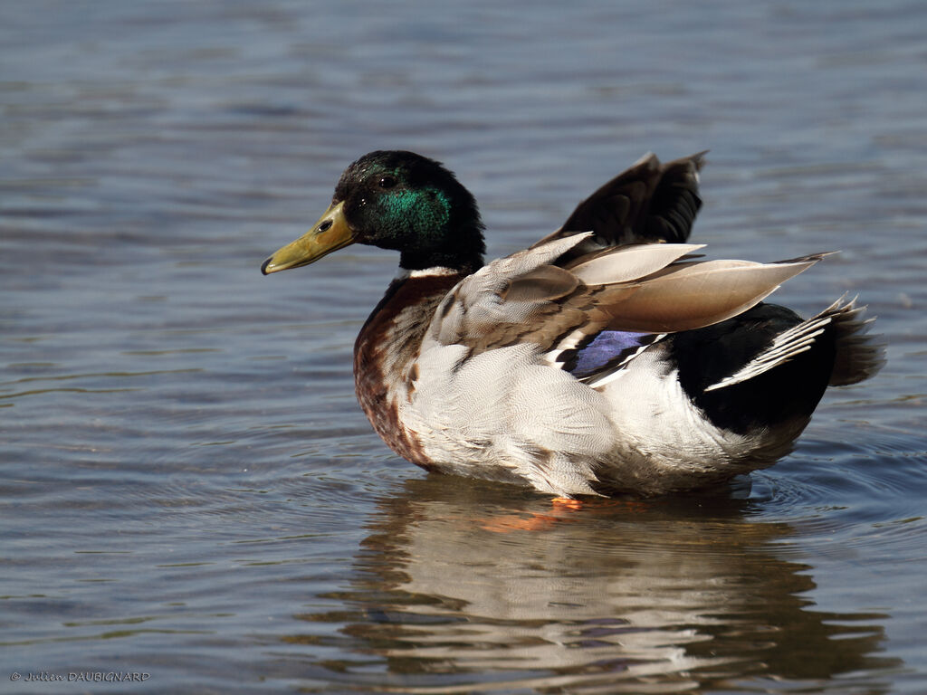 Canard colvert mâle, identification