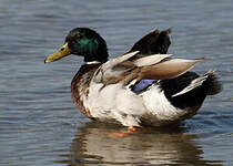 Canard colvert